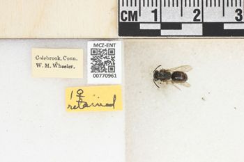 Media type: image;   Entomology 770961 Aspect: Labels